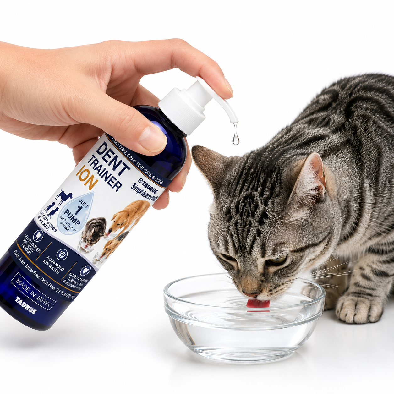 a cat drinking water